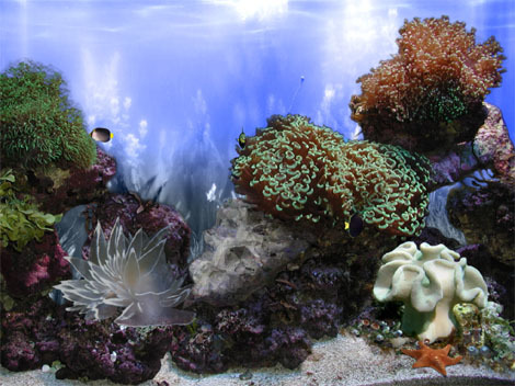 AR Amazing 3D Aquarium Ad-on  ::  Coral Landscape-1 Screenshot